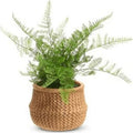 15" Potted Fern in Basket