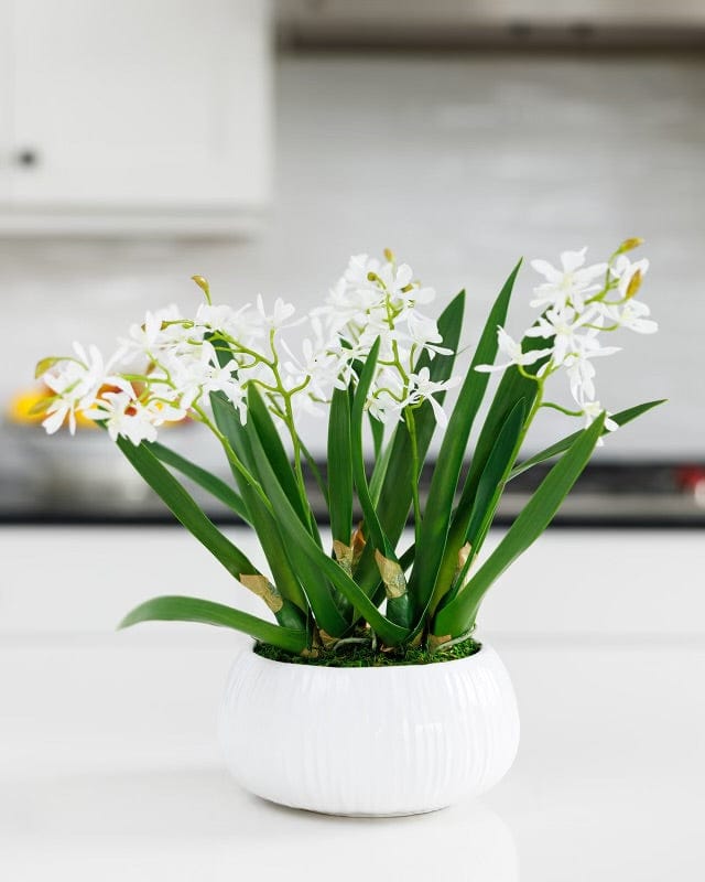 White Cattleya Orchid Trio in White Glazed Pot 1