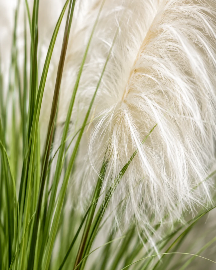 Artificial feather grass plant close-up of white plumes and green stems
